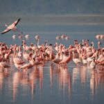 flamingo spotting on Curacao