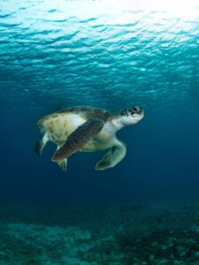 Go West Diving Curacao