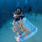 coral restoration curacao