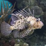 Lion fish curacao